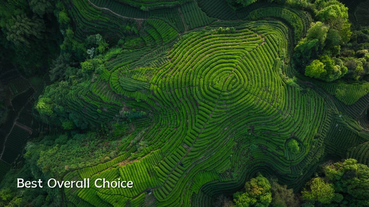 Best Overall Choice