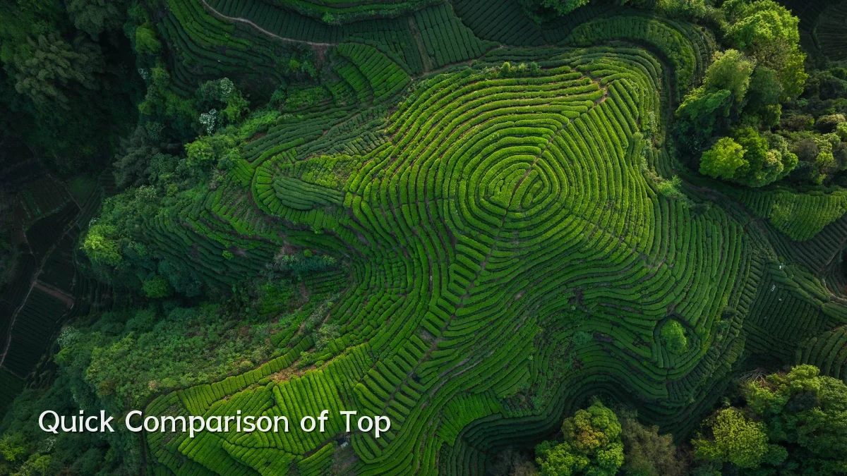 Quick Comparison of Top