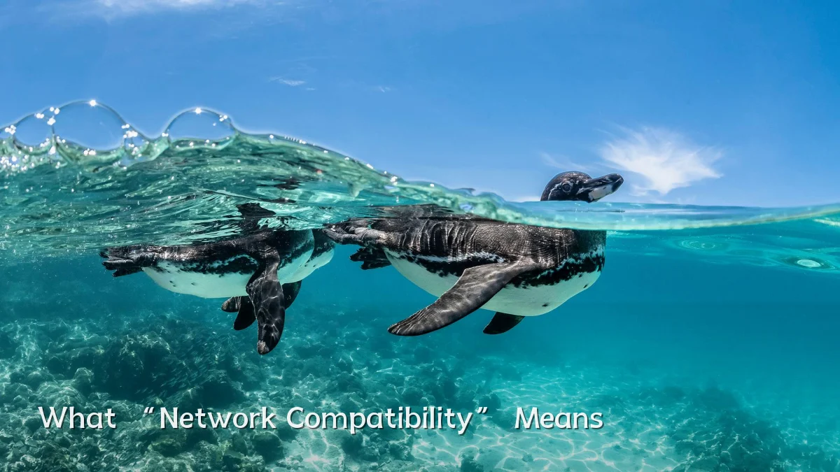 What “Network Compatibility” Means