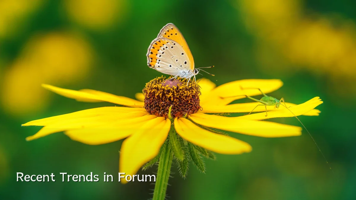 Recent Trends in Forum